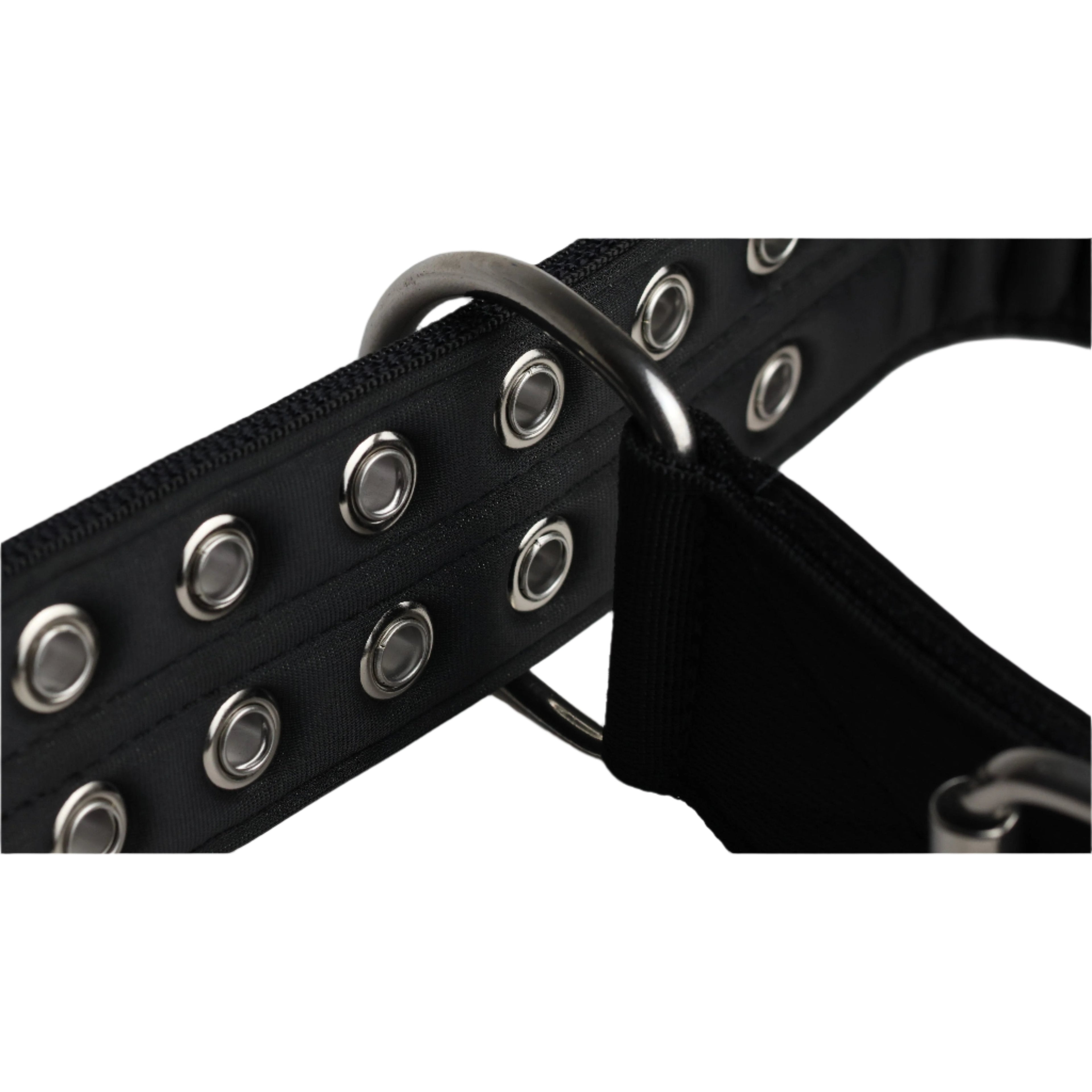 Black sport dog collar close-up of silver grommets and a black webbing loop