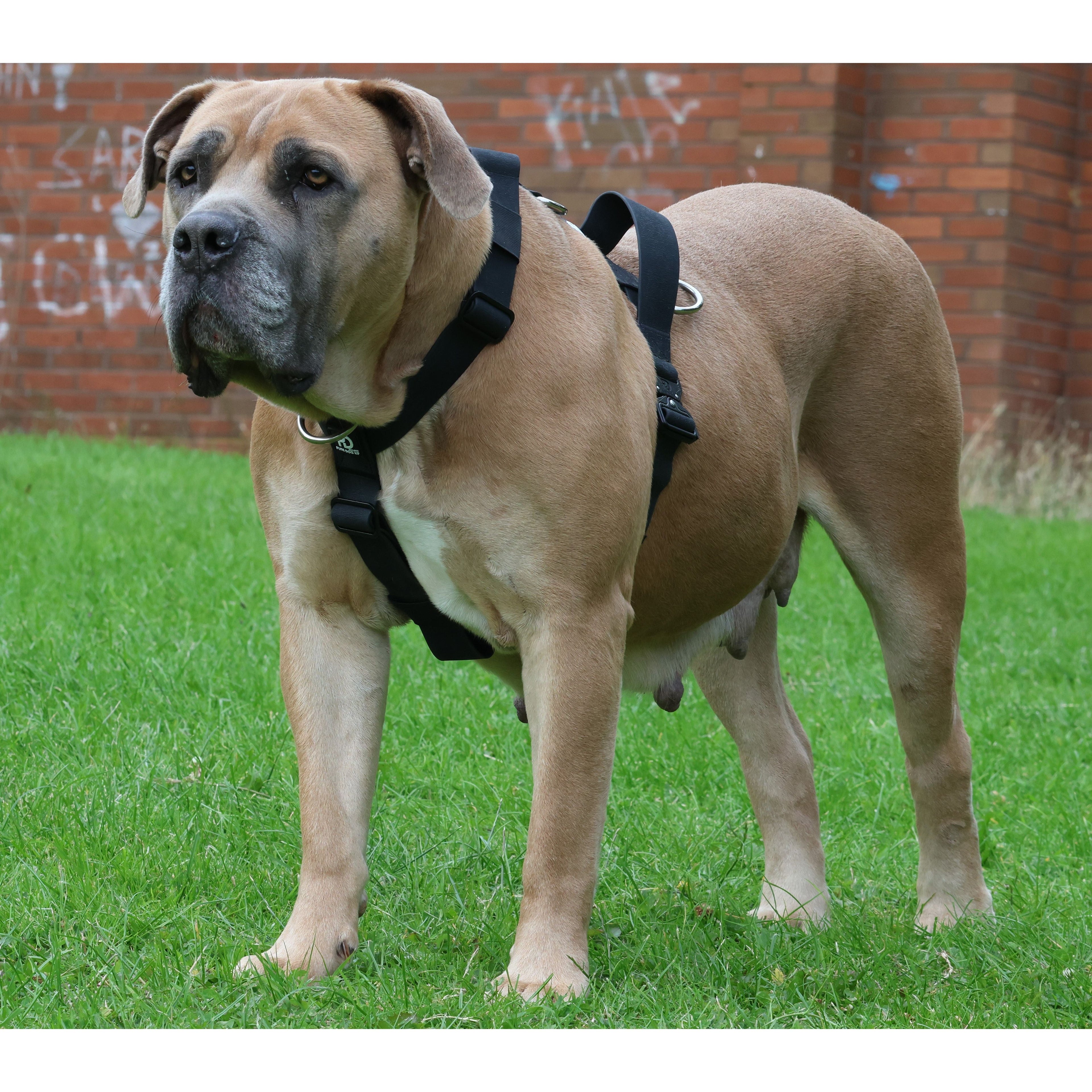 Dog waterproof harness on tan short coat, black webbing straps and metal buckles
