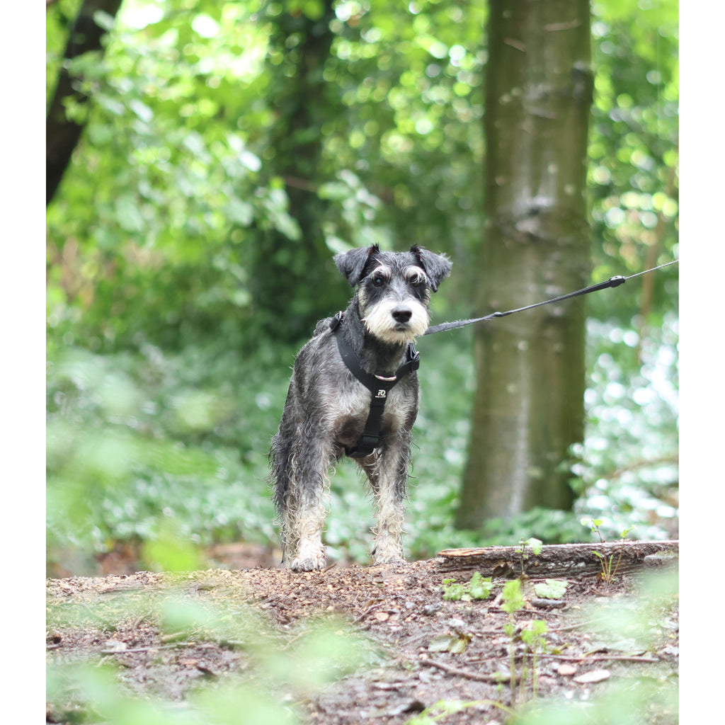 Black dog harness on small terrier dog, standing in a forest