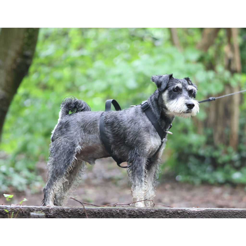Black dog harness on small terrier dog, side view outdoors