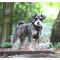 Black dog harness on small terrier dog, standing outdoors