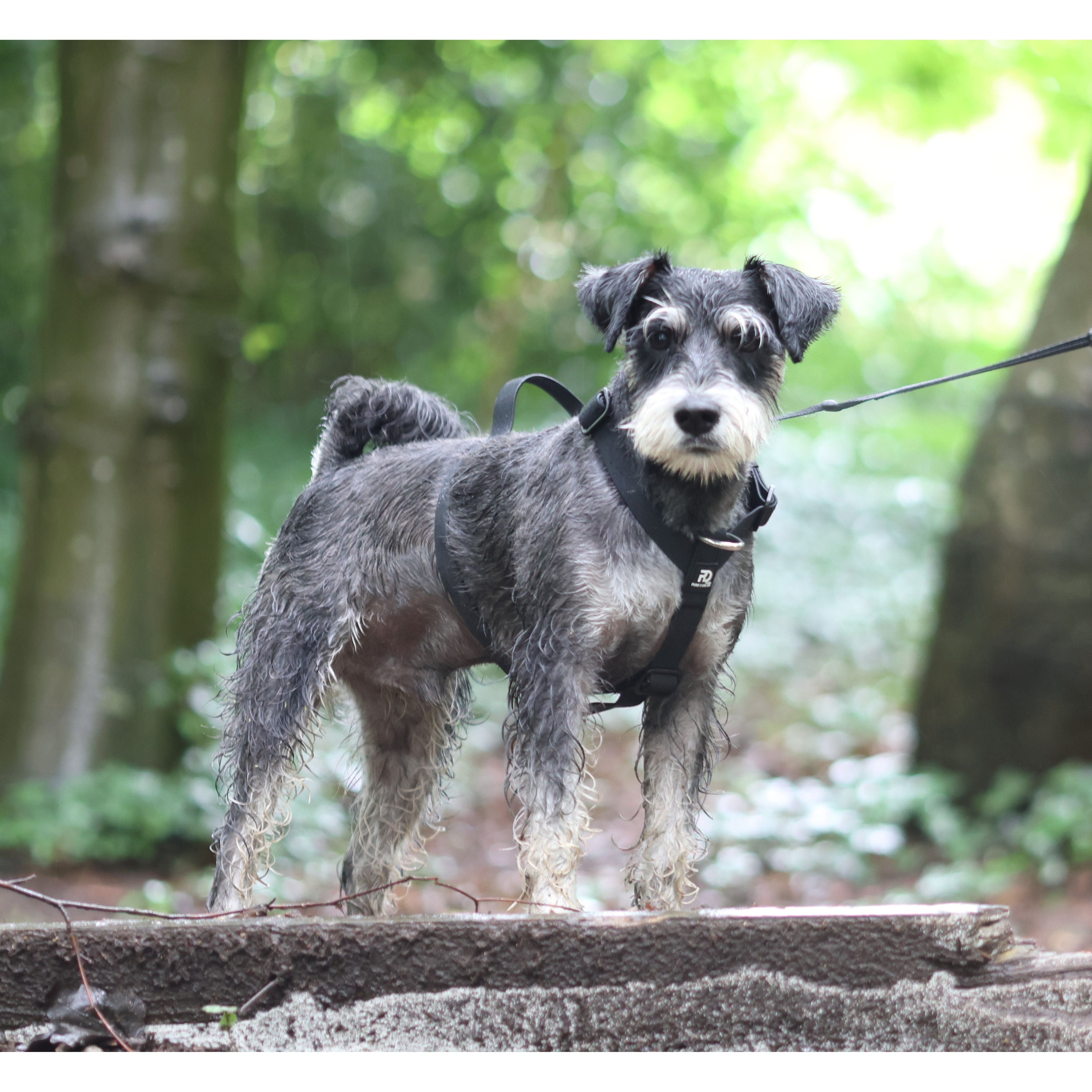Black dog harness on small terrier dog, standing outdoors