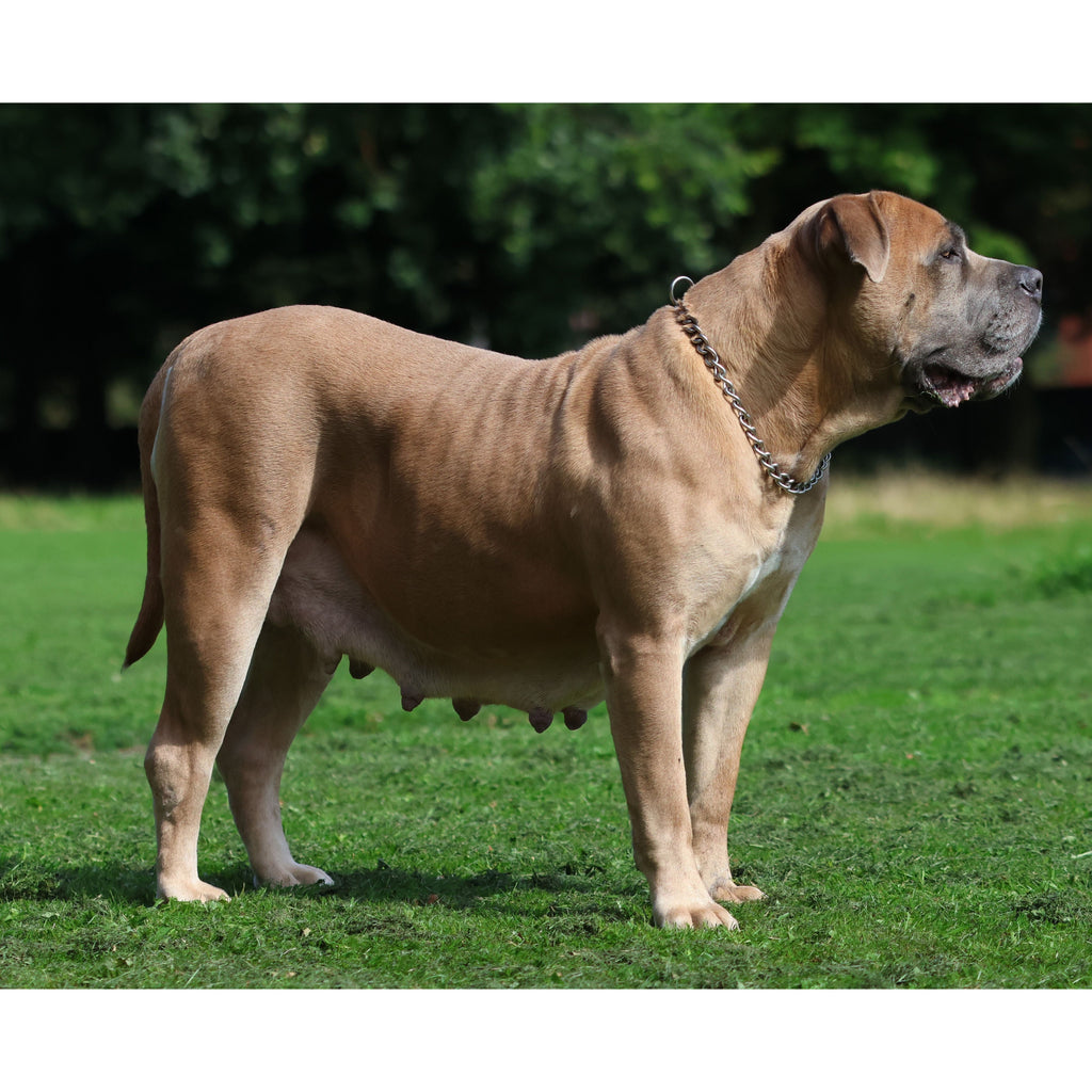 Dog standing in a silver metal chain collar with 4.0mm links