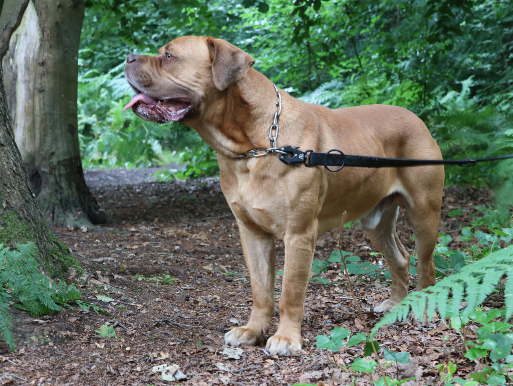 Dog wearing a 5mm chain collar of small metal oval links