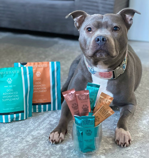 Dog with blue and orange supplement packets beside a teal jar
