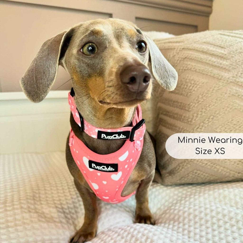 Pink dog harness with white hearts and front strap buckles
