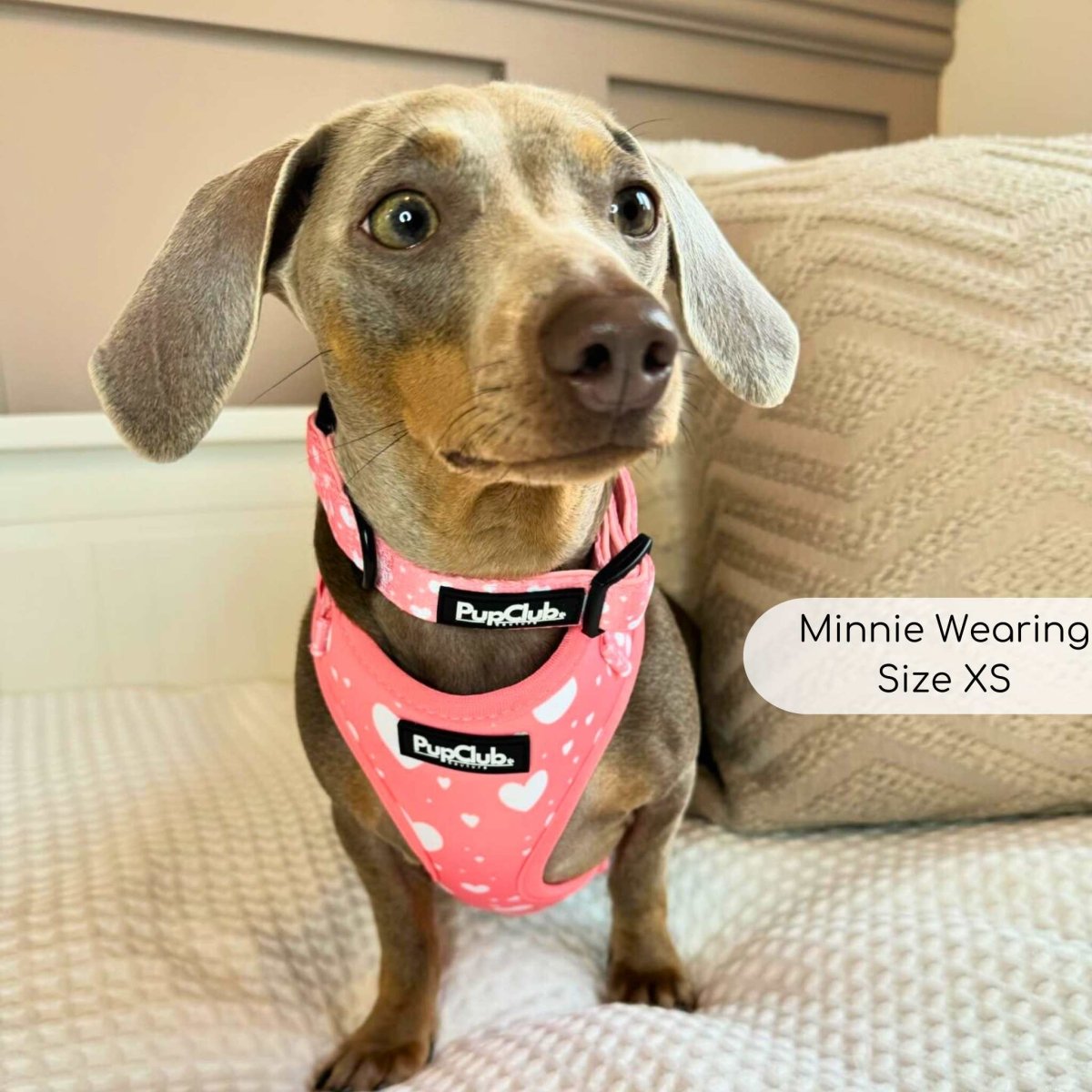 Pink dog harness with white hearts and front strap buckles