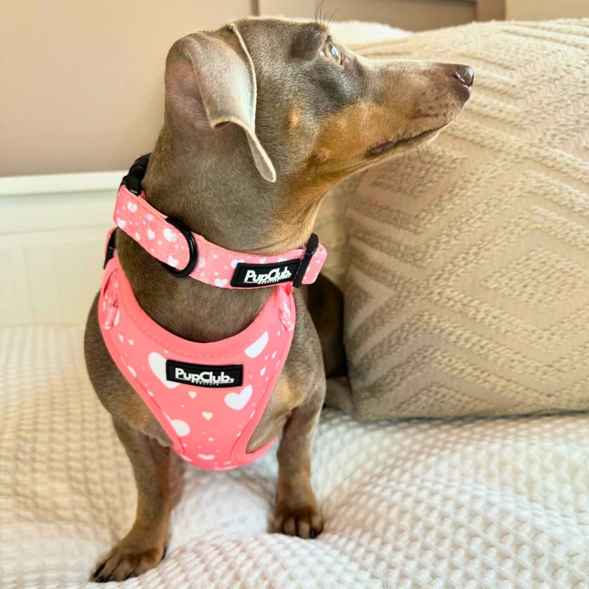 Dog wearing peach pink collar with white hearts and PupClub nameplate