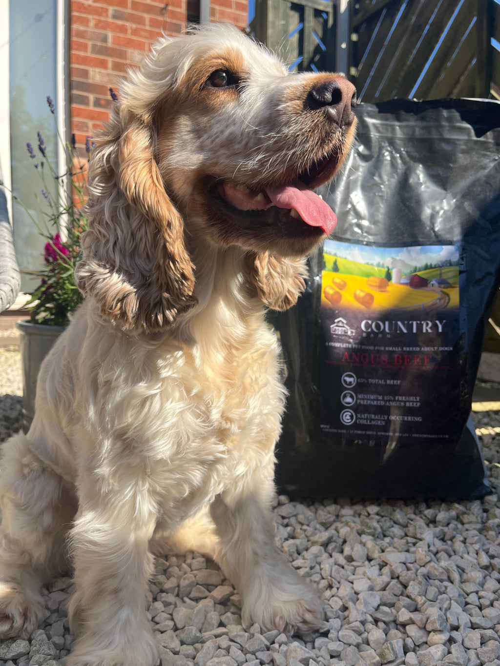 Country Barn Superfood Angus Beef with Carrot, Green Beans, Cauliflower, Tomato & Courgette | Grain-Free Adult Dog Food