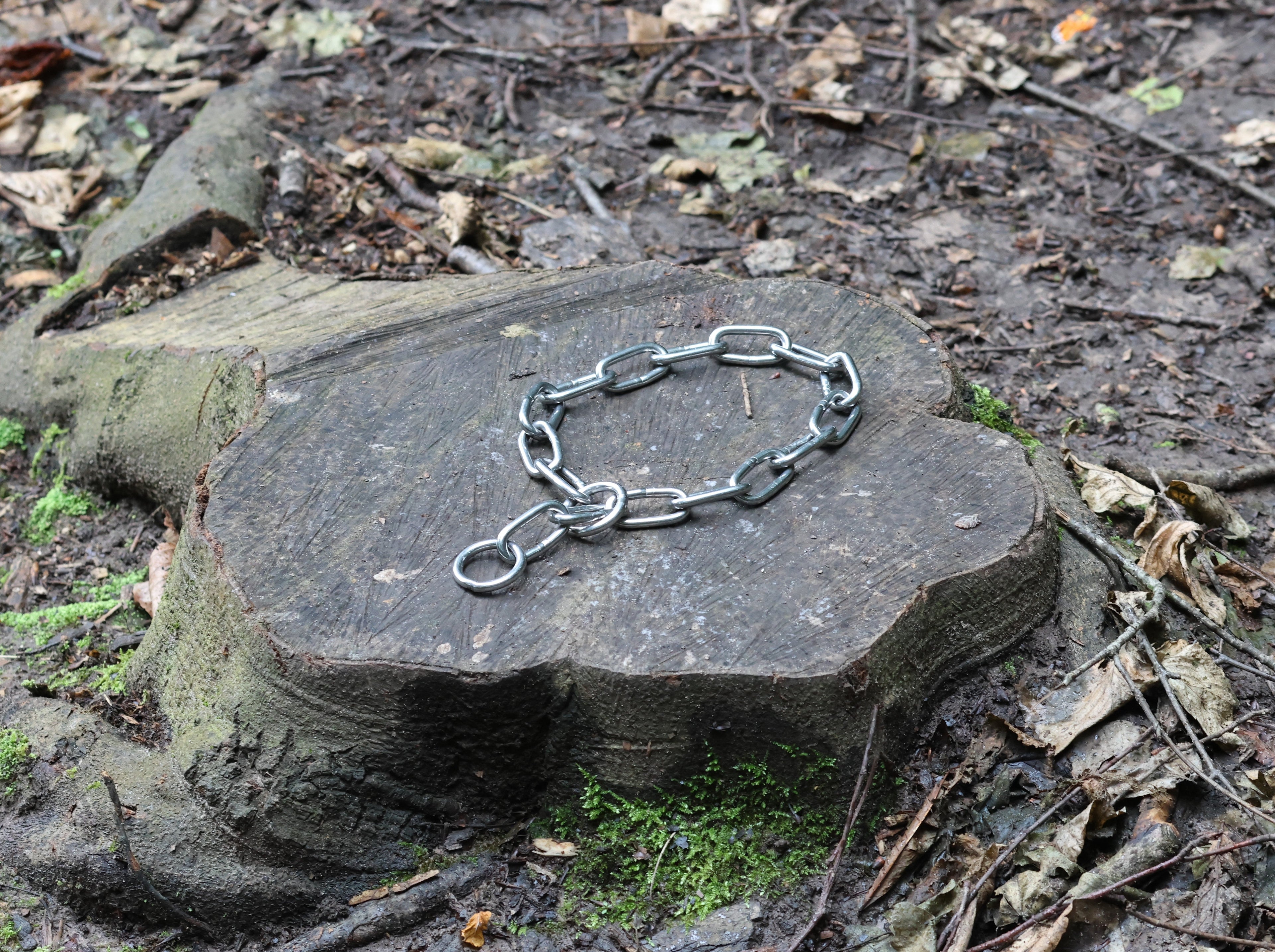 5mm chain collar with small oval links and end rings on a stump
