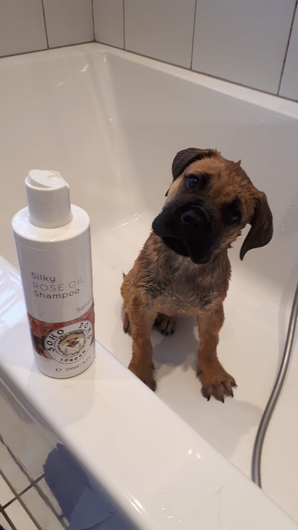 Rose oil dog shampoo bottle with rose label beside a dog in a bath