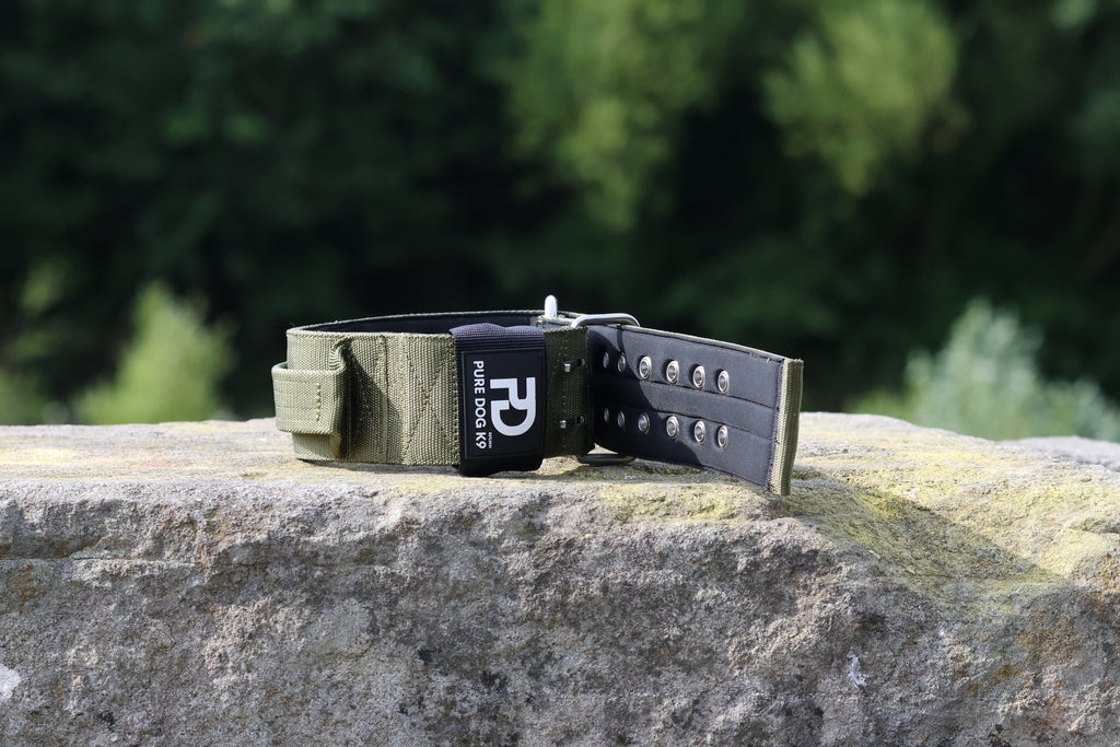 Sport dog collar with khaki strap and black studded panel with buckle