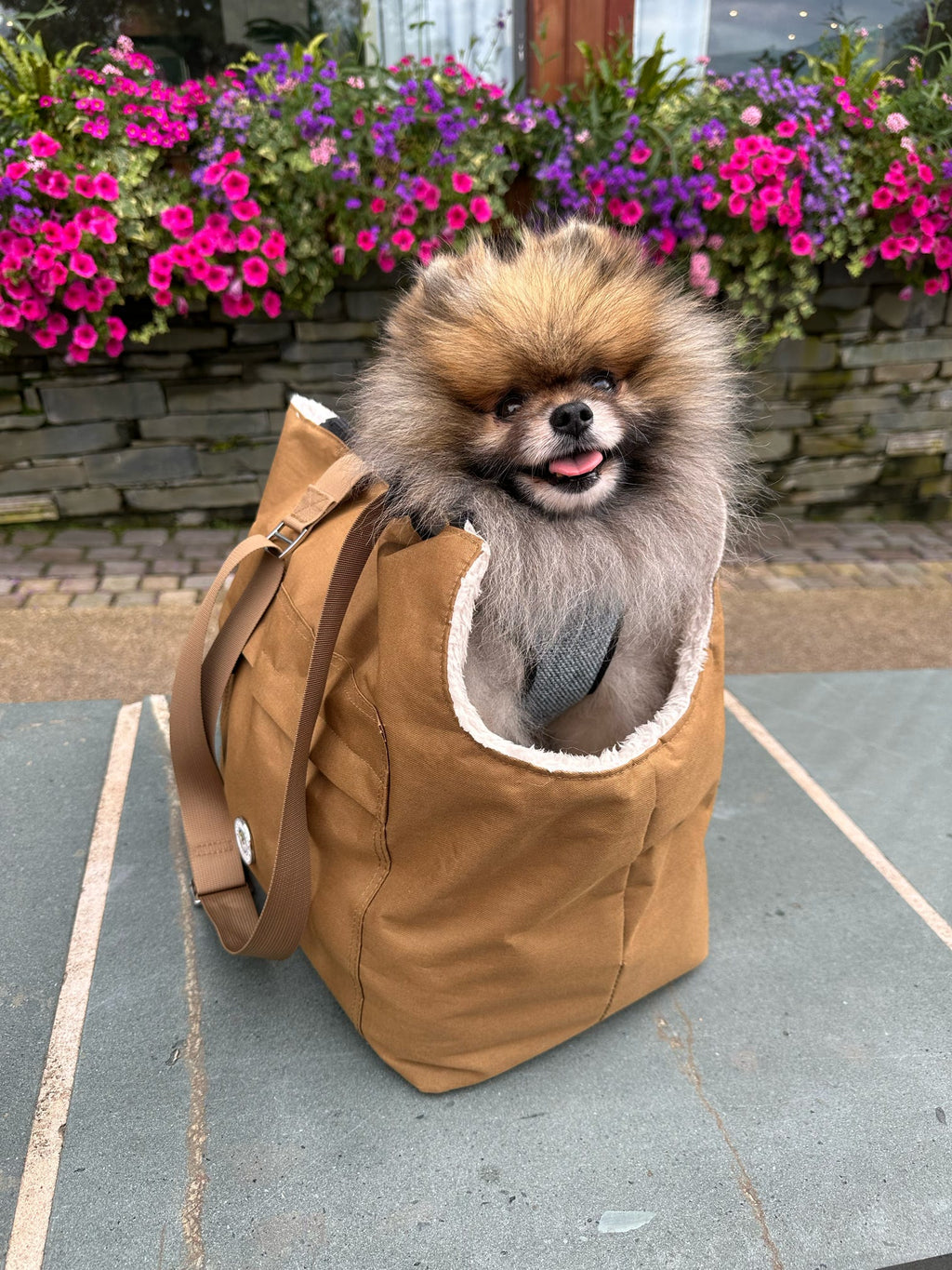 Brown canvas pet carrier bag worn as a backpack with dog peeking out