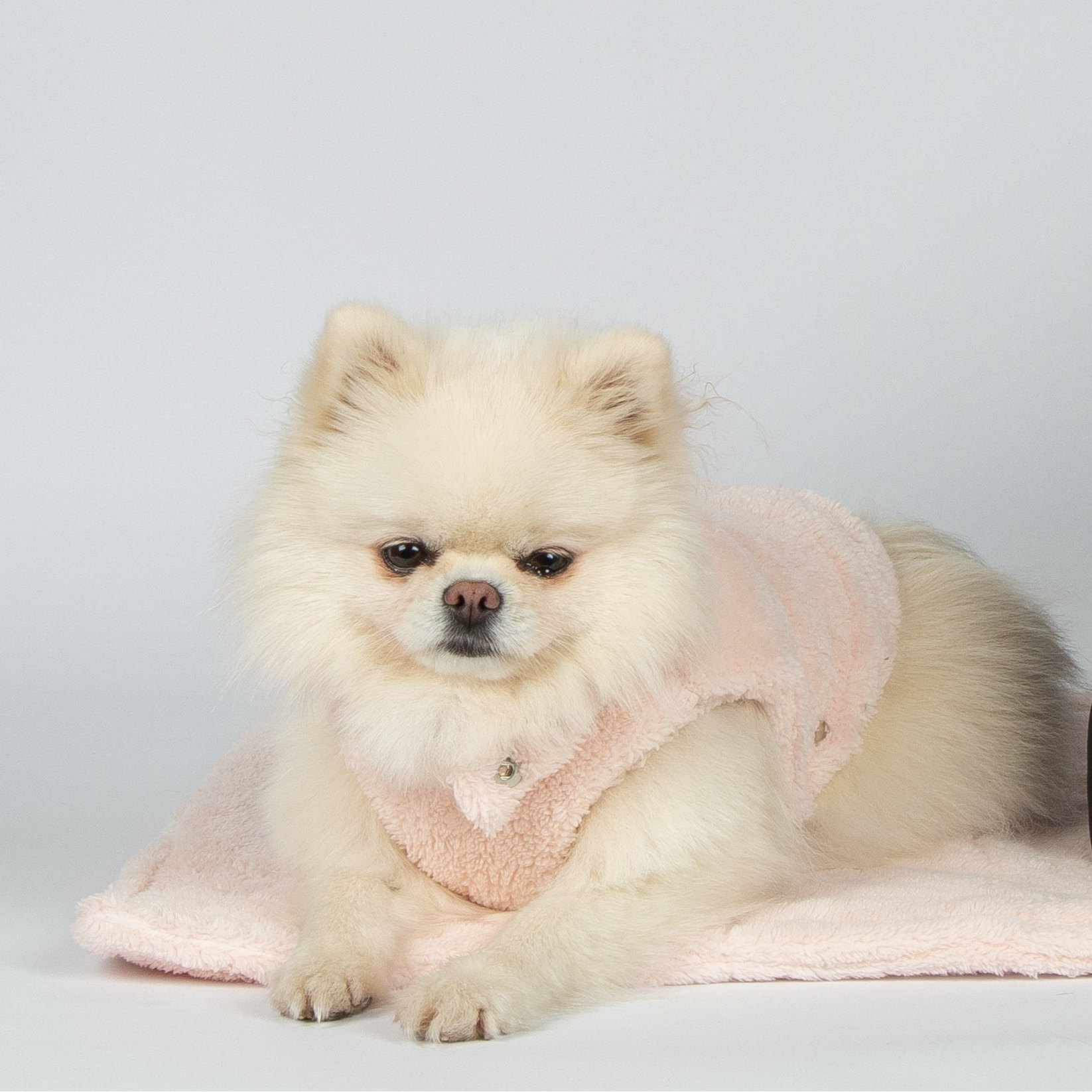 Pink teddy fleece dog blanket draped over small dog in carrier