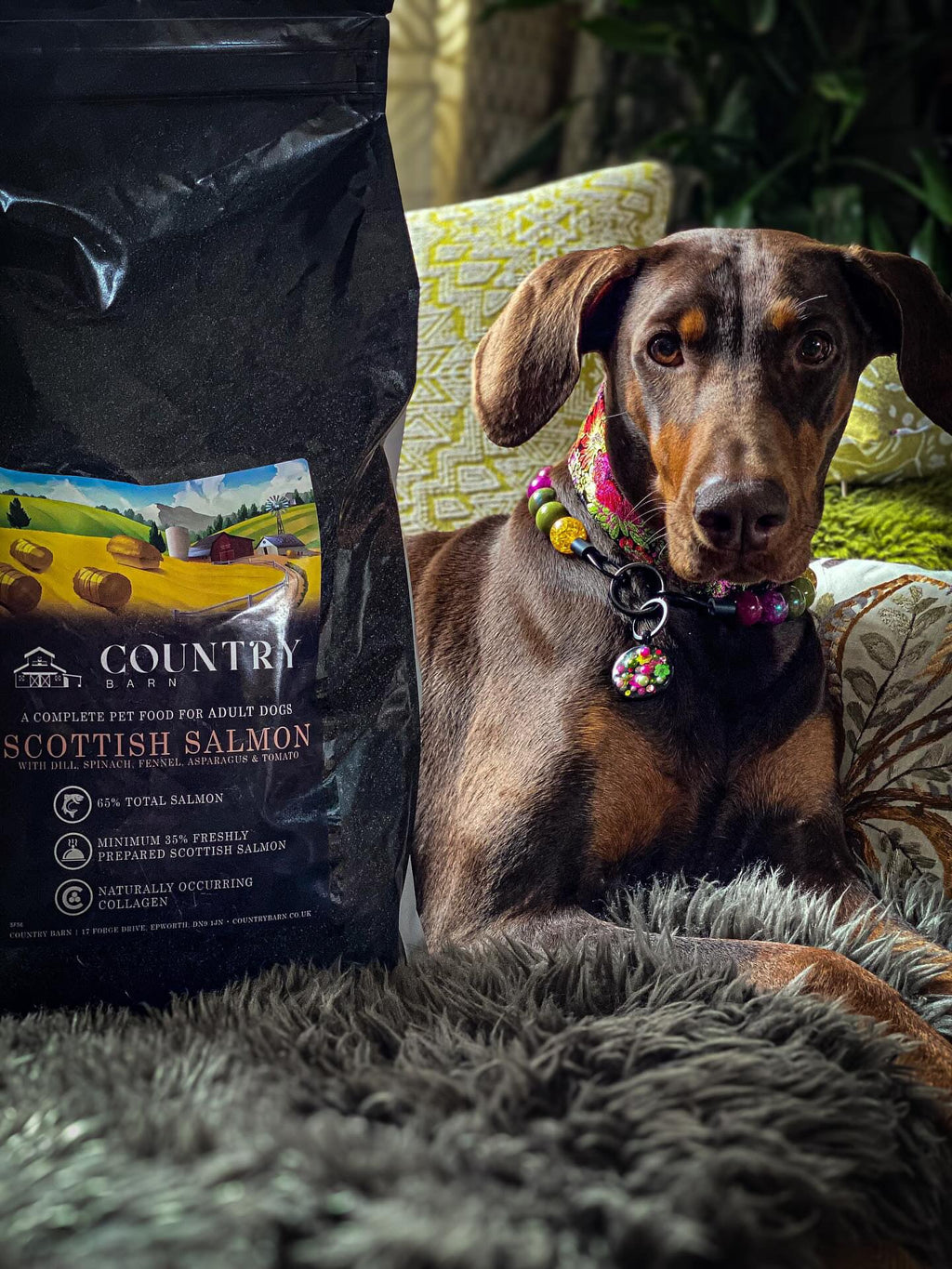 Country Barn Superfood Scottish Salmon with Dill, Spinach, Fennel, Asparagus & Tomato | Grain-Free Adult Dog Food