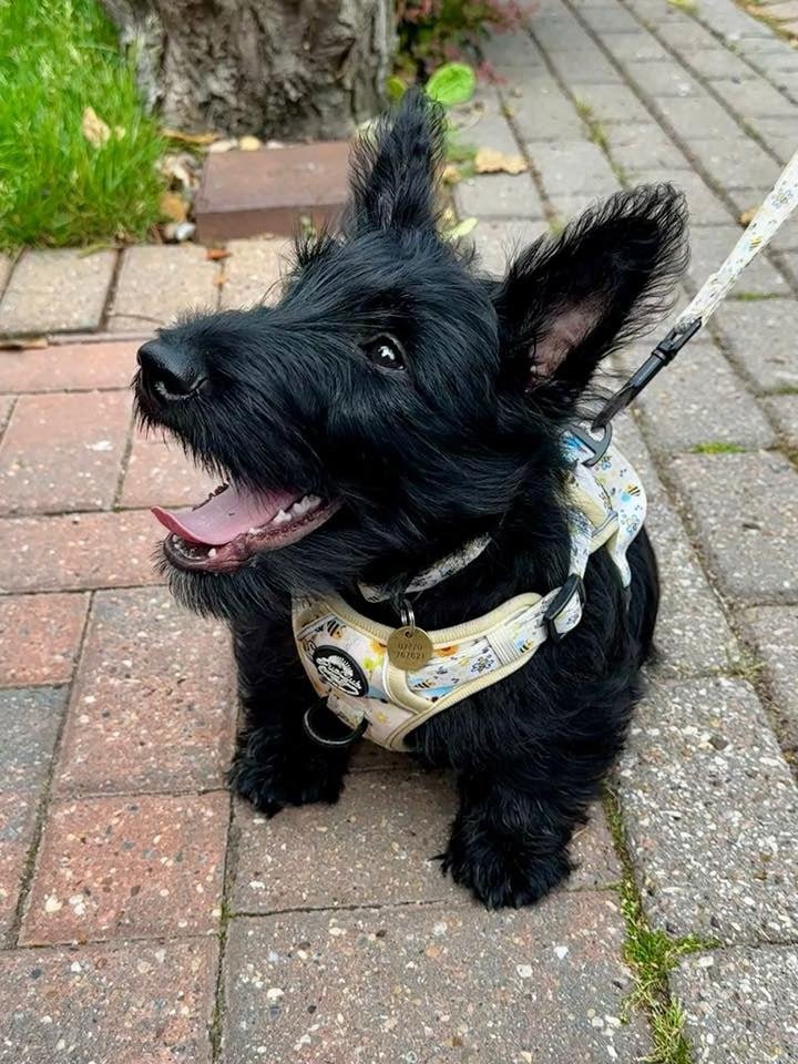 Dog wearing Rugged Rover™ harness with light blue patterned straps and leash ring