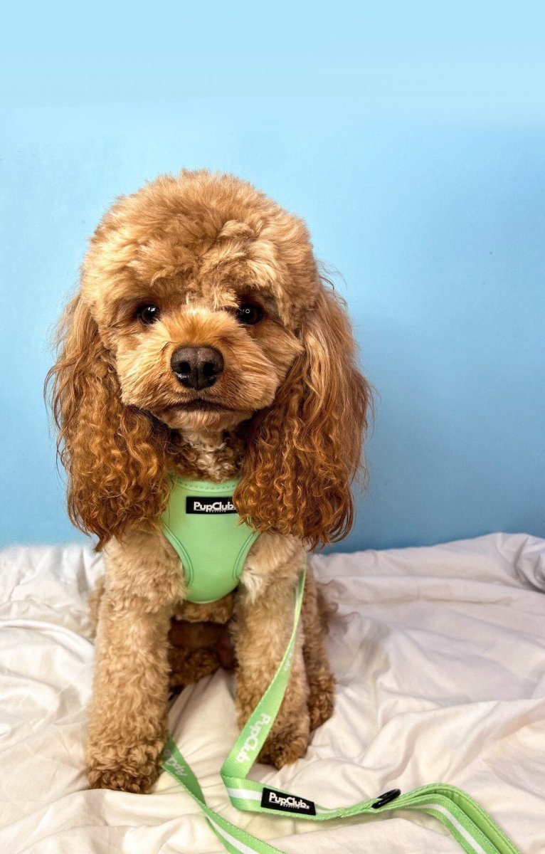 Green dog lead attached to a small dog harness, striped fabric
