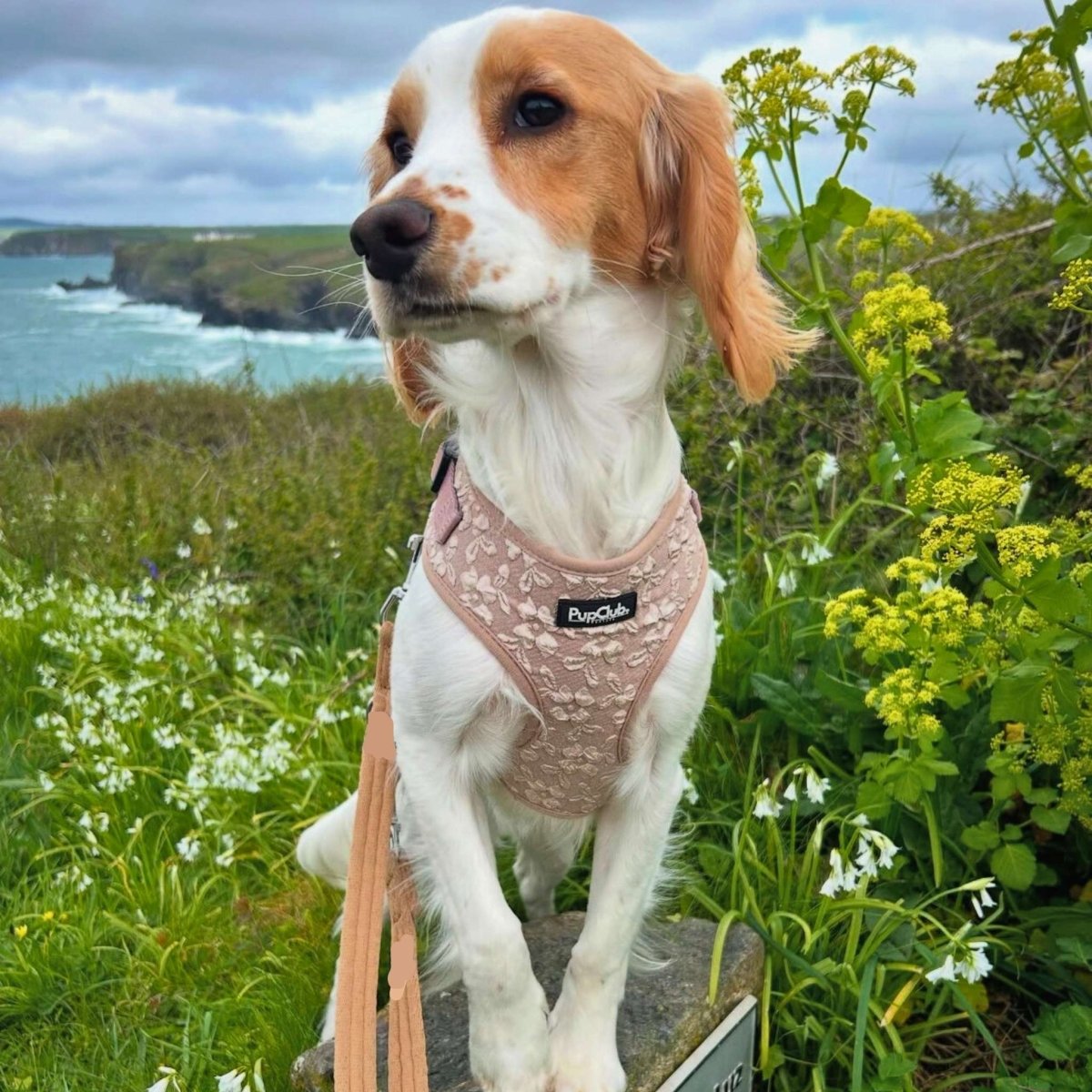 Toffee Latte Petals Luxe Adjustable Dog Harness | Embroidered Floral