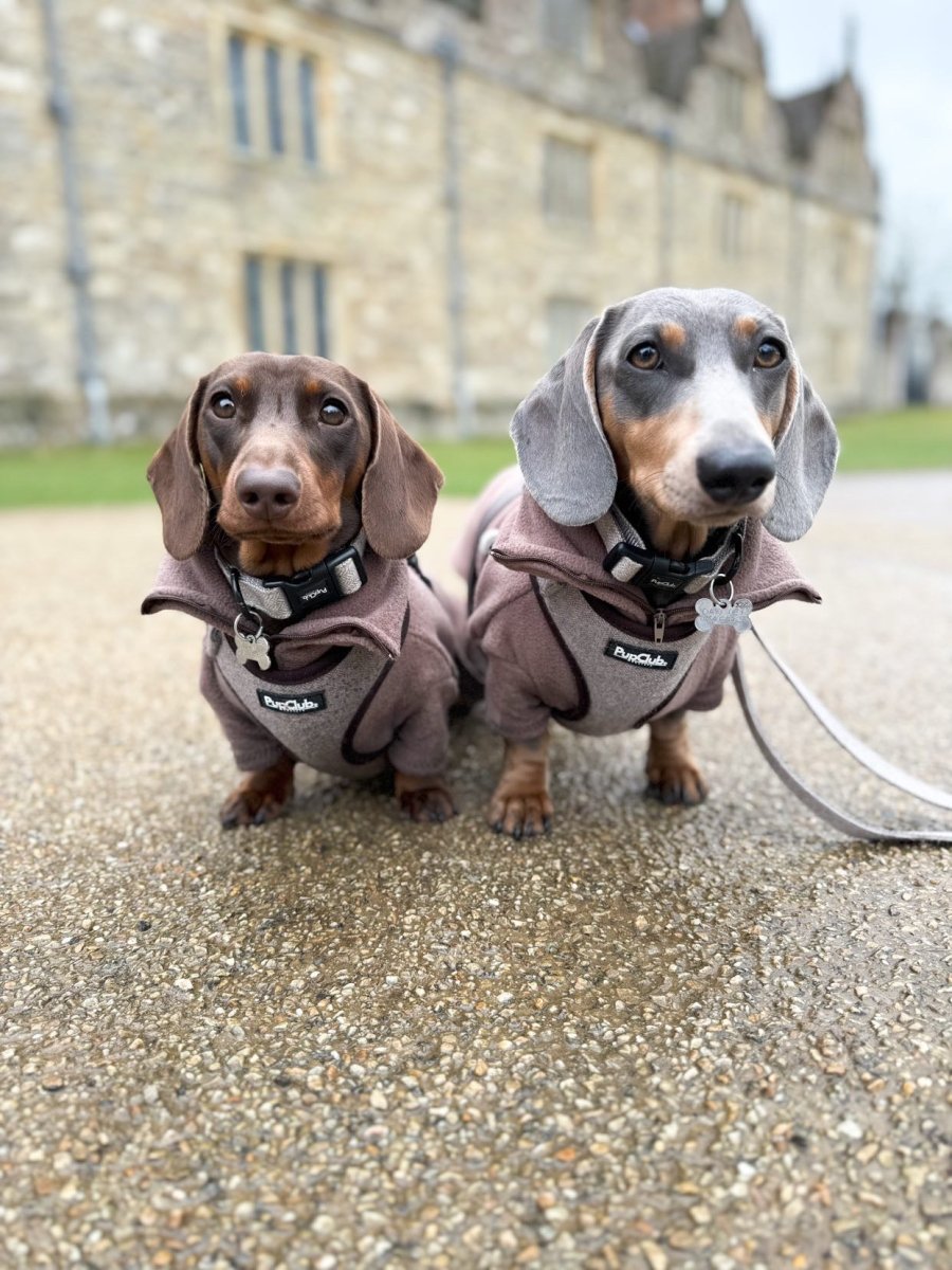 Tweed dog collar on two dachshunds with black buckle and leash attachment
