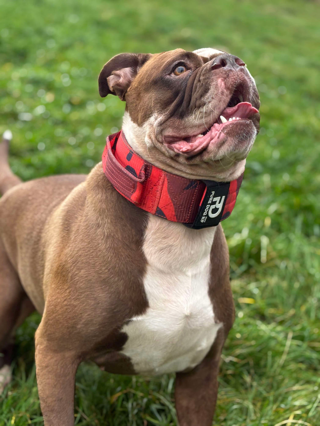 Red camo sport dog collar on a brown dog, black lining, metal buckle and strap