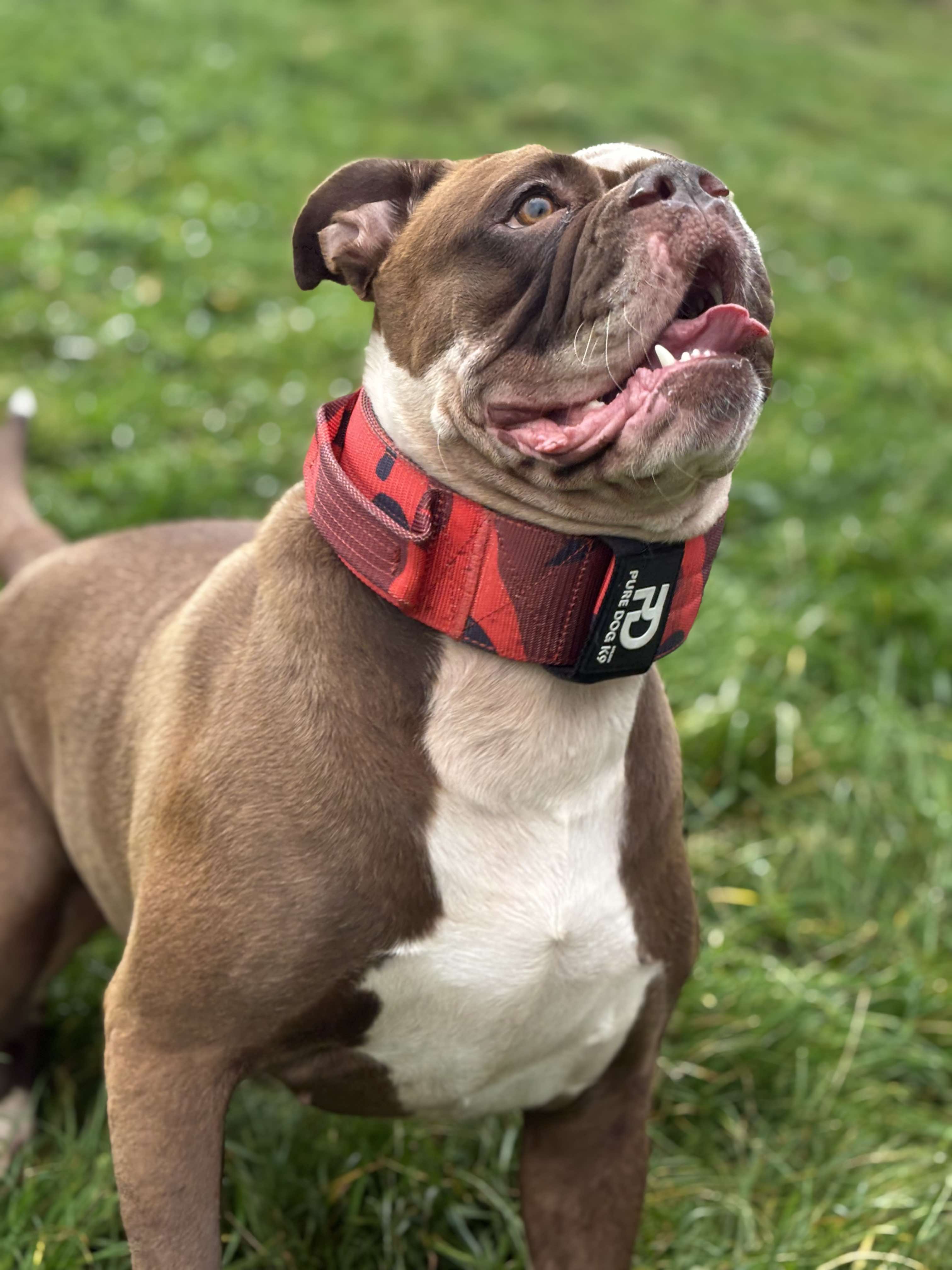 Red camo sport dog collar on a brown dog, black lining, metal buckle and strap