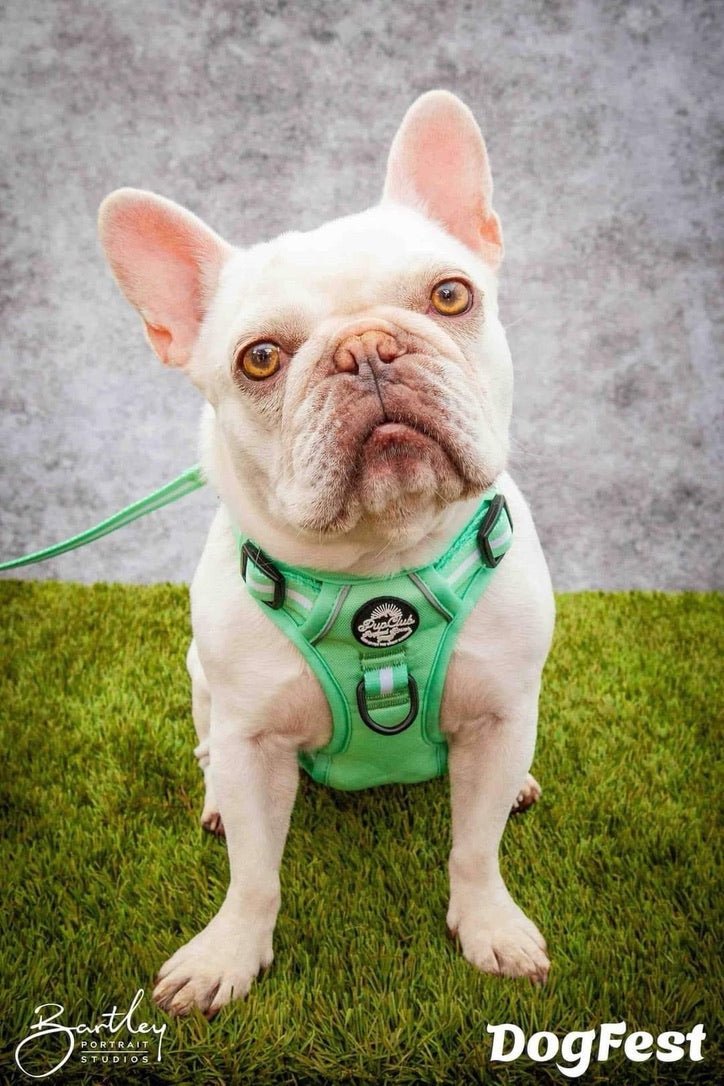 Mint green no-pull dog harness with front ring and striped trim