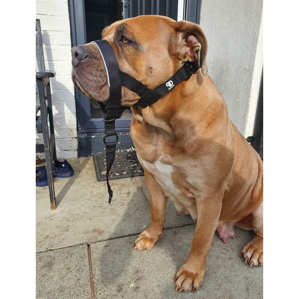 Dog wearing dark head collar with adjustable nose strap and buckle