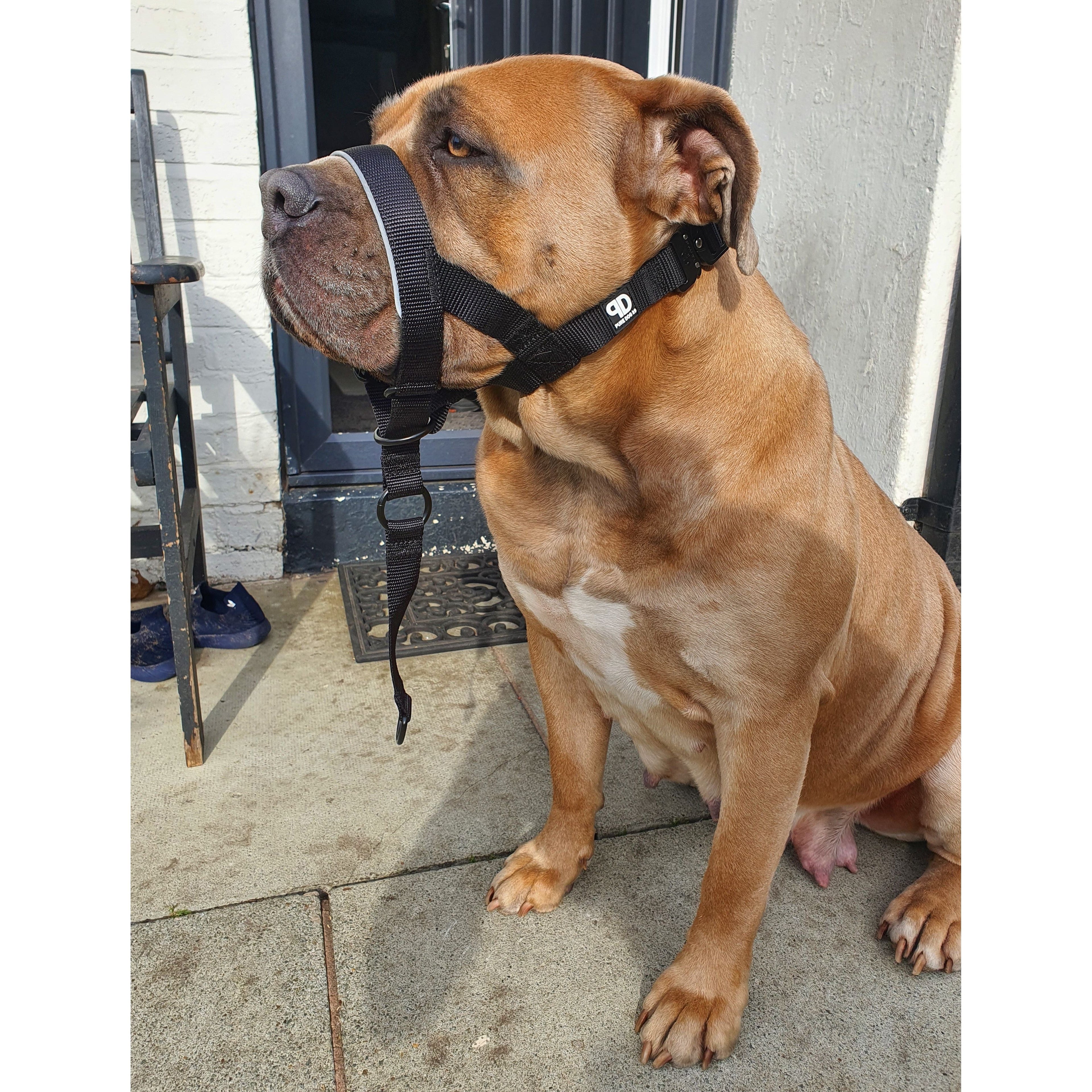 Dog wearing dark head collar with adjustable nose strap and buckle