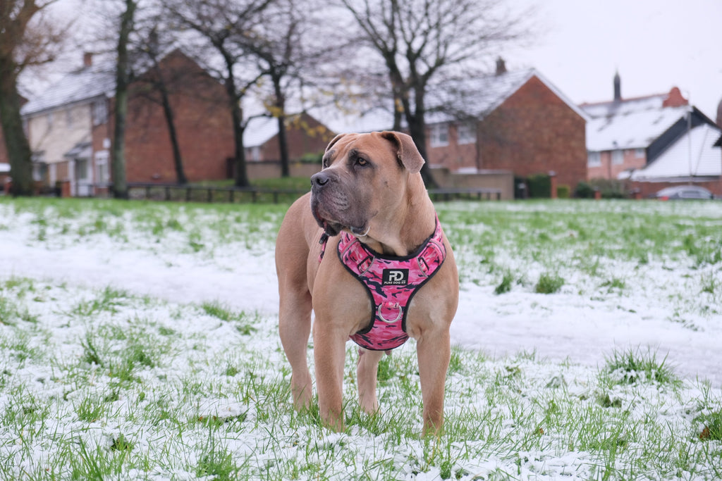 Pure Dog K9 Comfort Dog Harness | Pink Camo