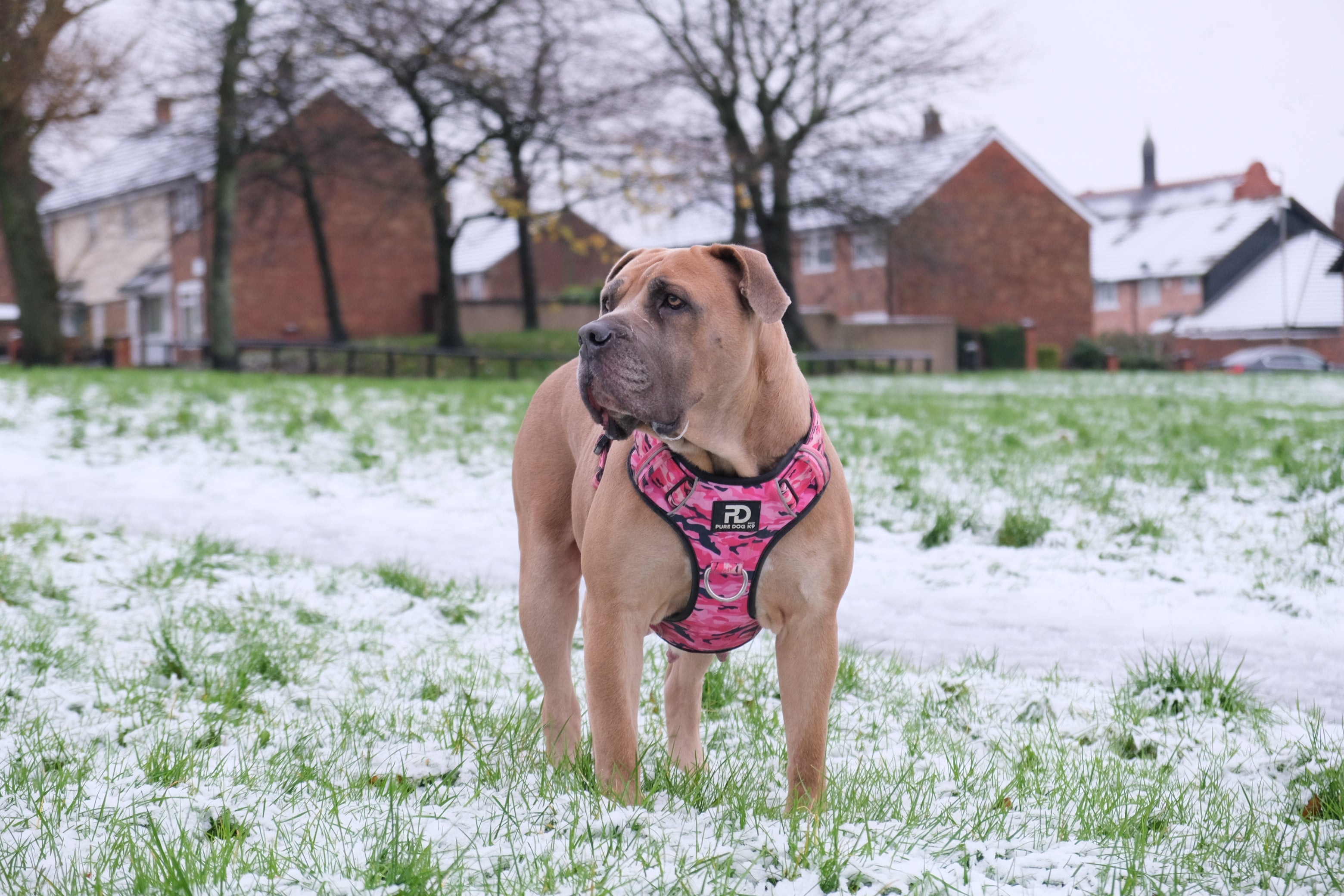 Pure Dog K9 Comfort Dog Harness | Pink Camo