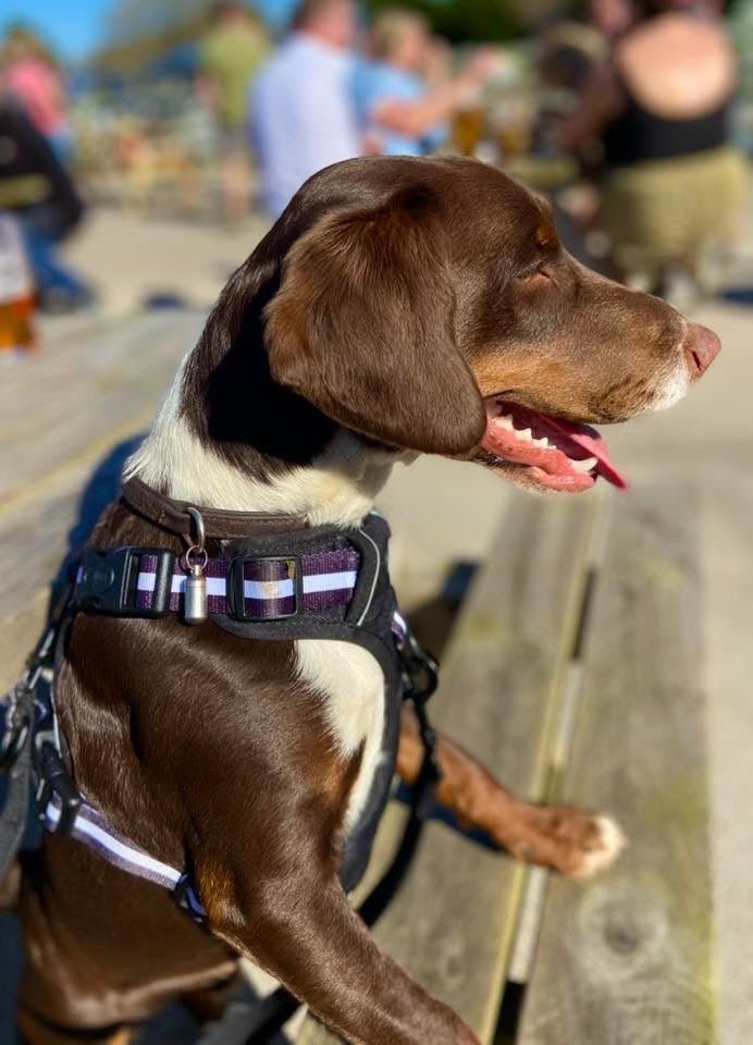 Midnight black dog harness with white stripe straps and front adjustment buckles