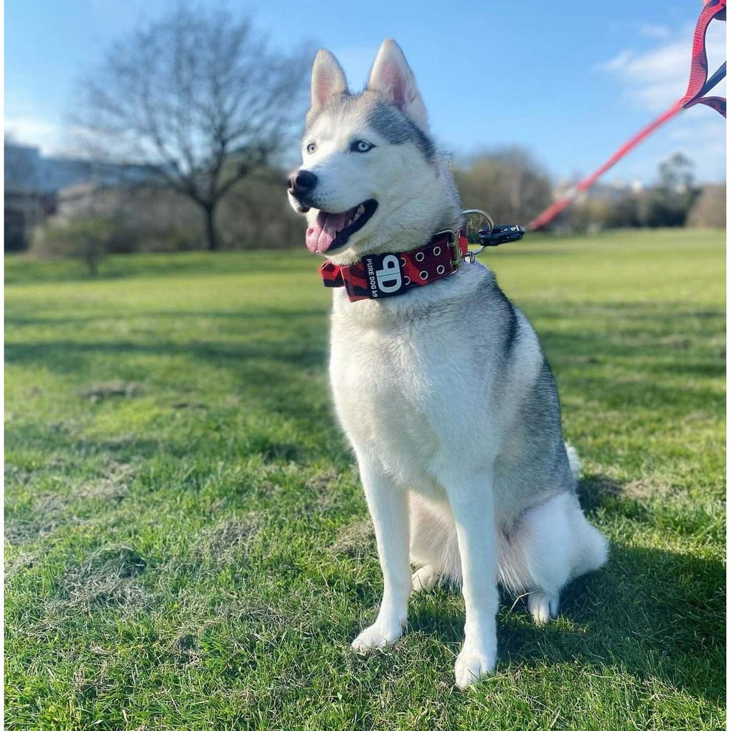Red camo dog collar with silver leash ring, worn on a dog outdoors