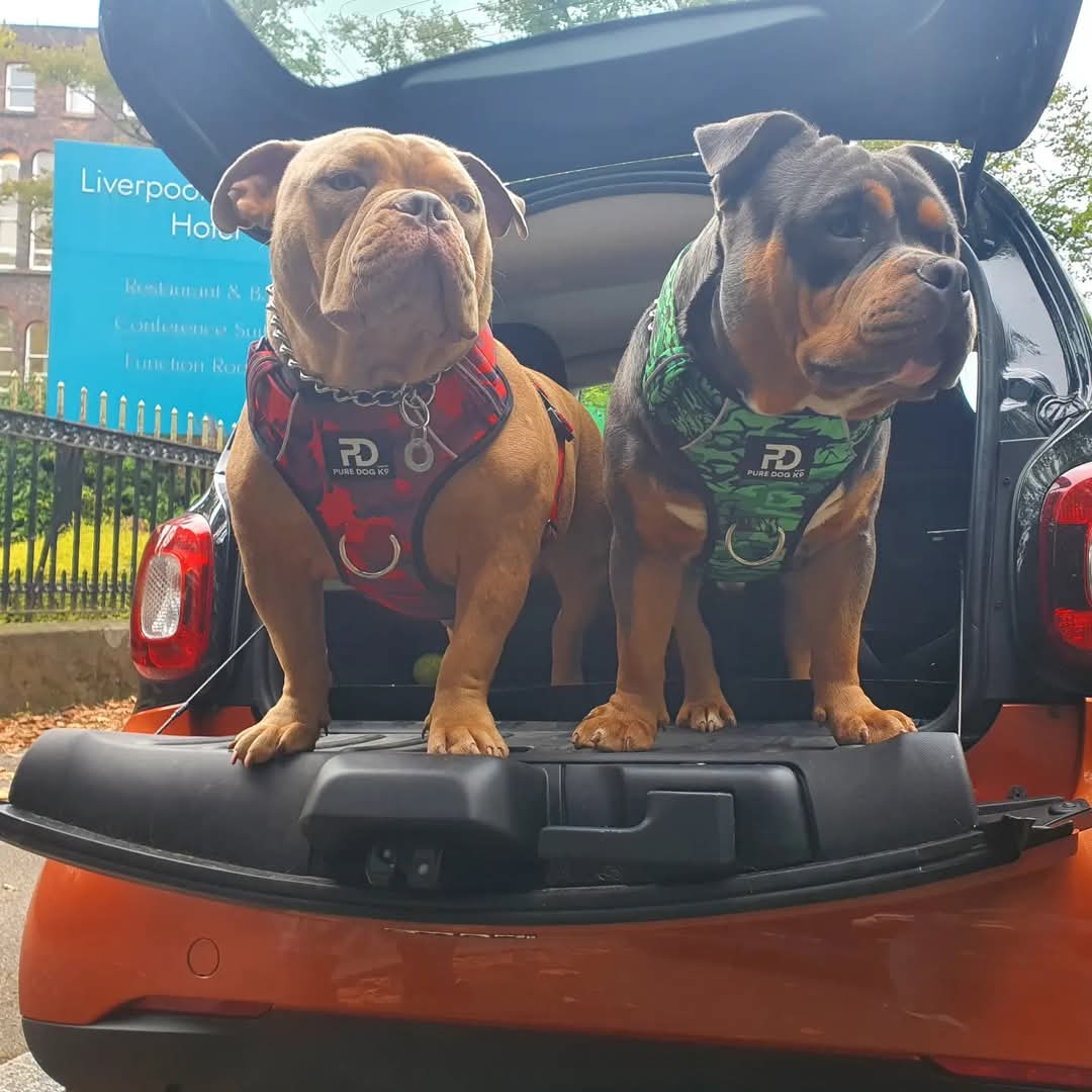 Red camo comfort harness on two dogs, padded chest and front metal rings