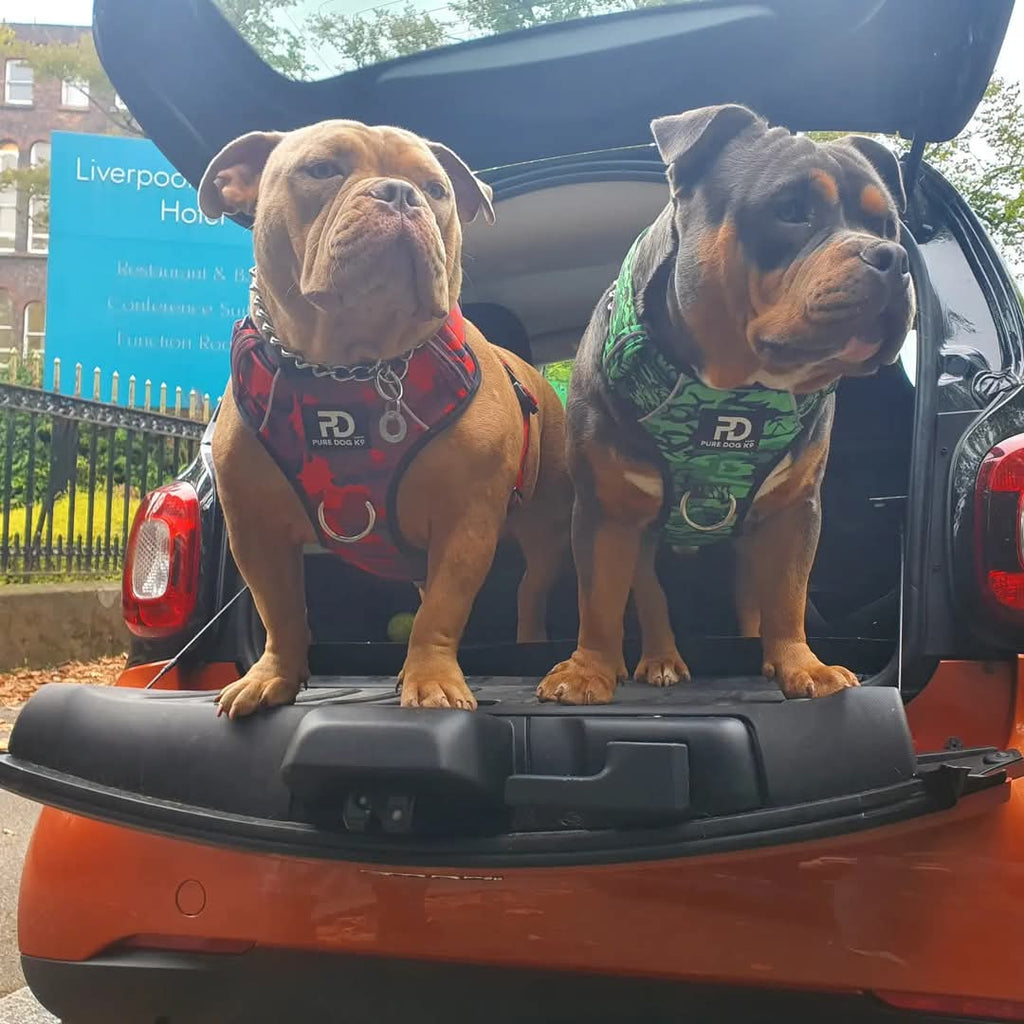 Green camo dog harnesses with front chest straps and metal rings on two dogs
