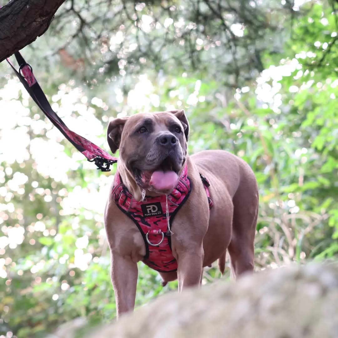 Pure Dog K9 Comfort Dog Harness | Pink Camo