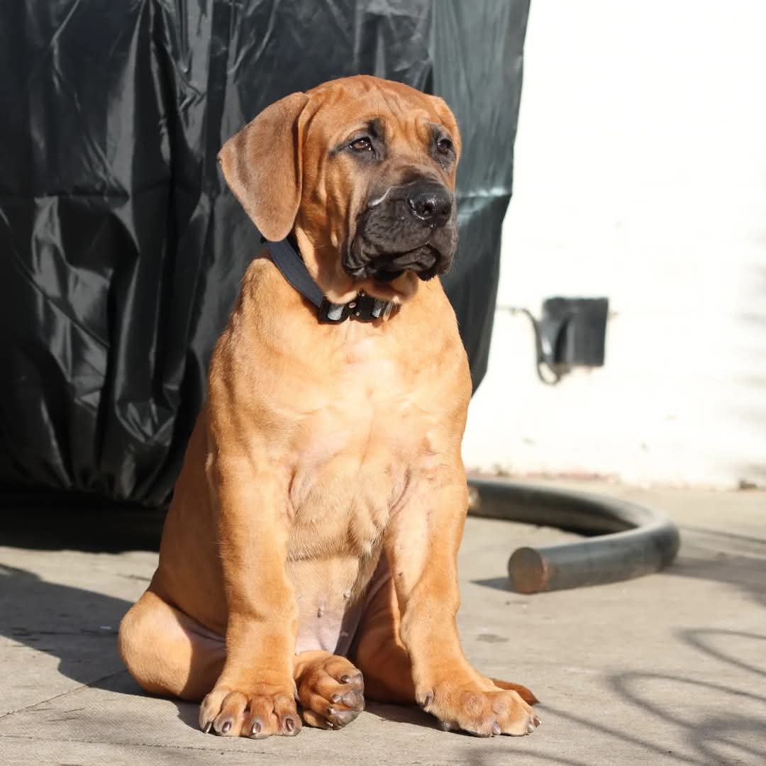 Dog wearing a grey tactical collar with black buckle and metal D-ring