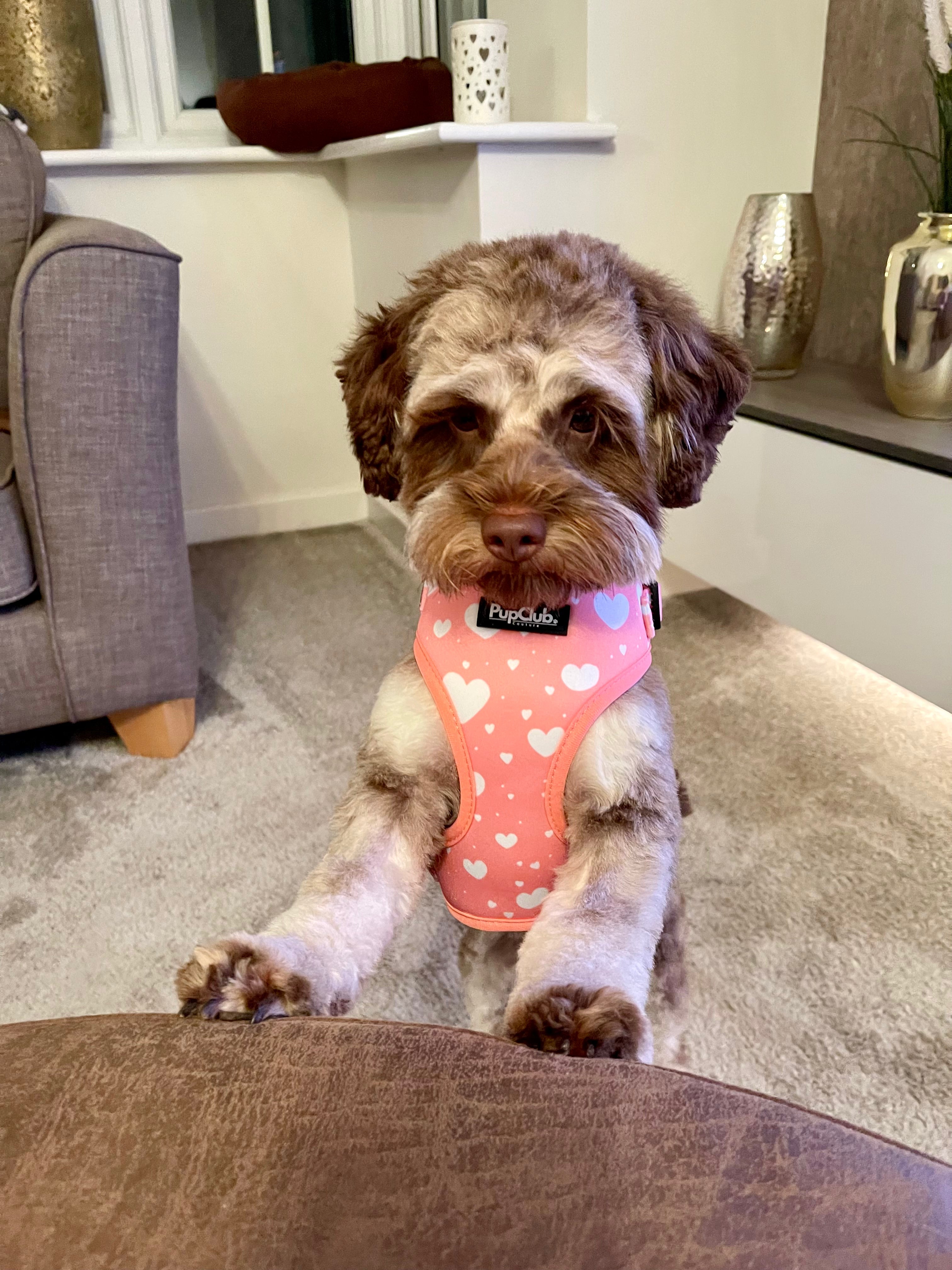 Pink dog harness with white hearts and adjustable fit front straps