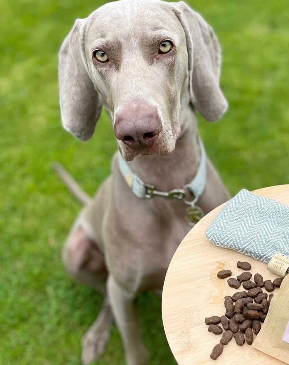 80% Salmon, Trout & White Fish High-Protein Dog Treats | 100g & 500g
