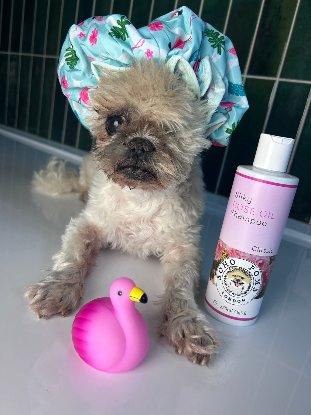 Rose oil dog shampoo bottle with a small dog and pink duck toy in a tub