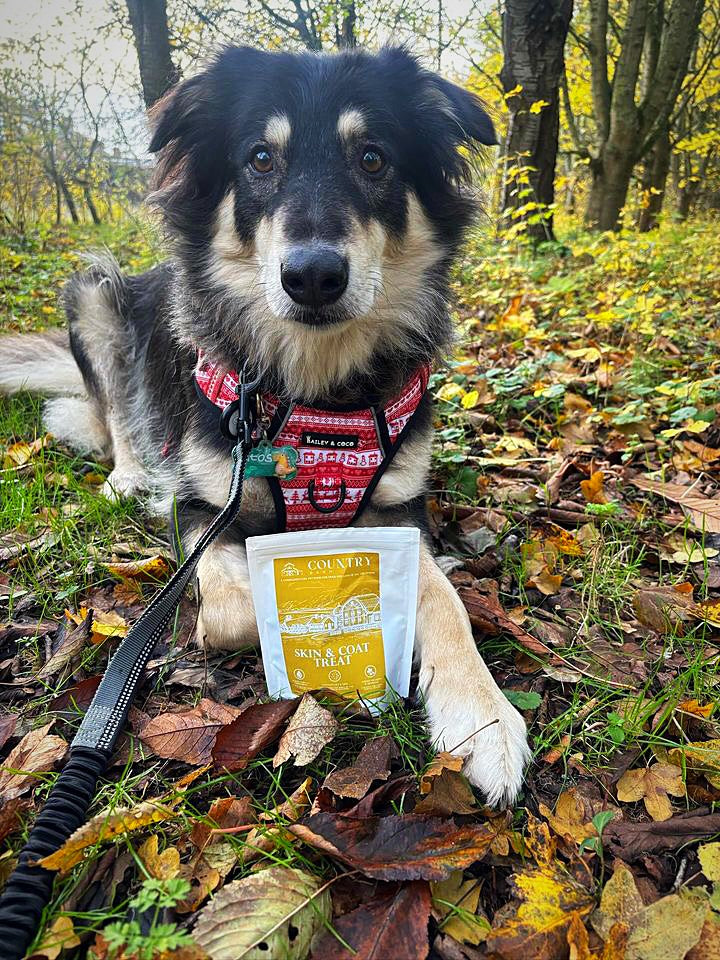 Skin & Coat Boost Chicken Dog Treats | Omega-3, Zinc & Biotin for a Healthy, Shiny Coat