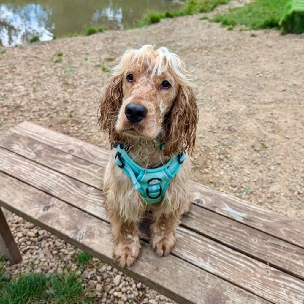 Mint green no-pull dog harness with front ring and adjustable neck strap
