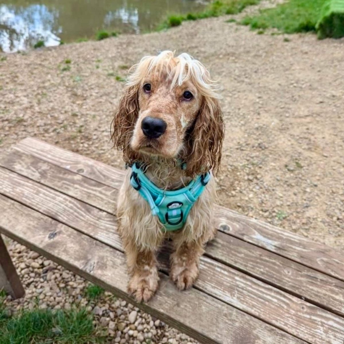 Mint green no-pull dog harness with front ring and adjustable neck strap