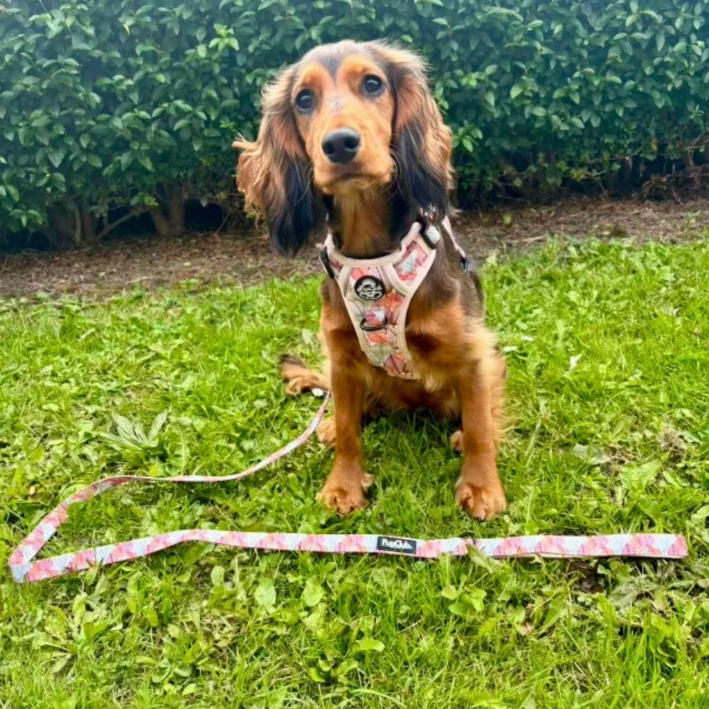 Rugged Rover™ dog harness with pink patterned straps and printed front patch, leash on