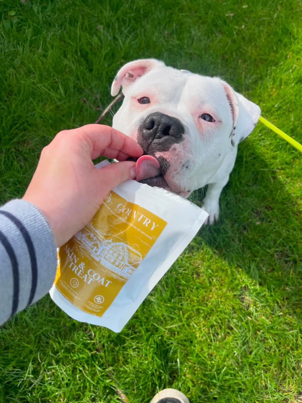 Skin & Coat Boost Chicken Dog Treats | Omega-3, Zinc & Biotin for a Healthy, Shiny Coat