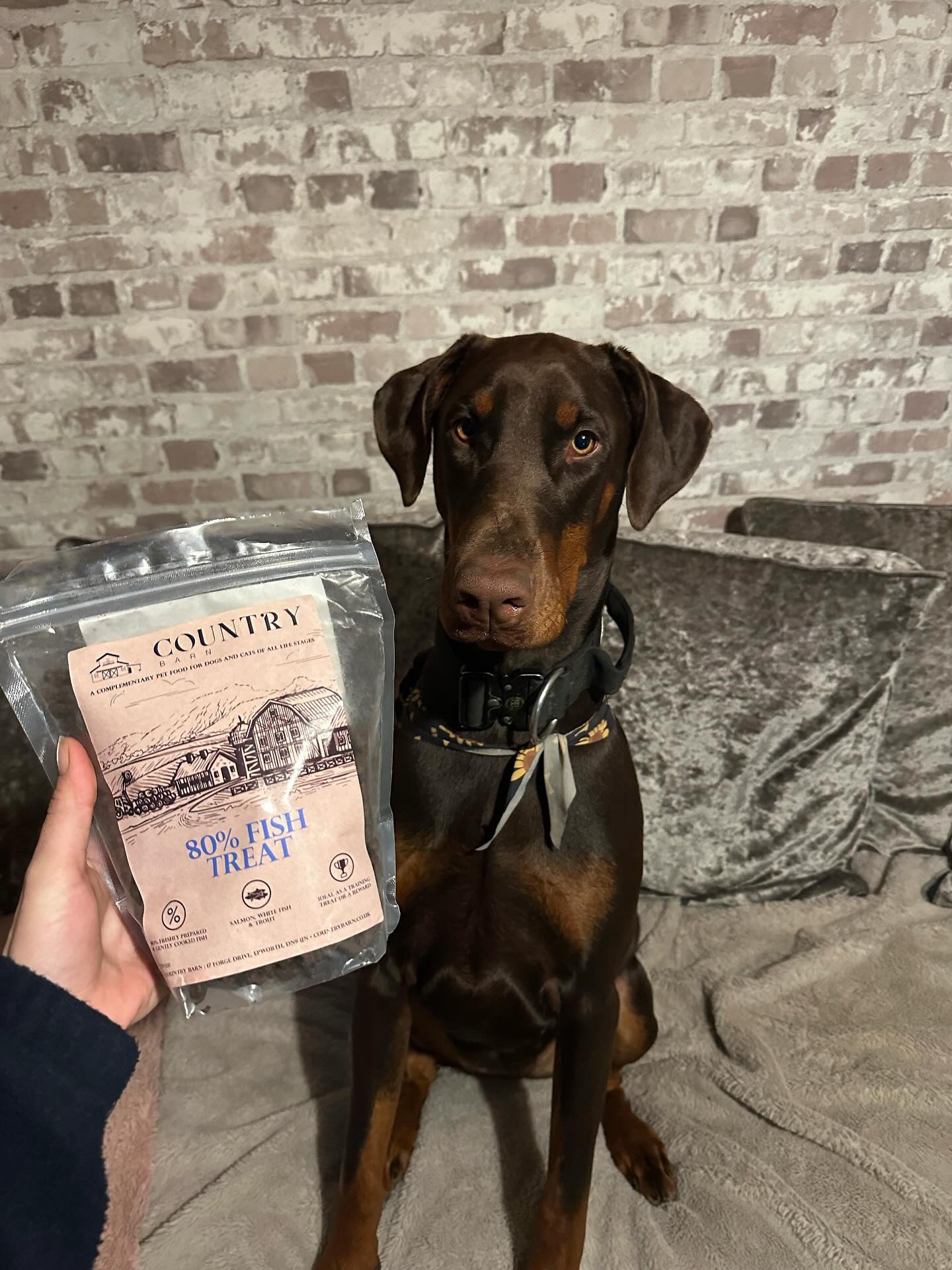 80% Salmon, Trout & White Fish High-Protein Dog Treats | 100g & 500g