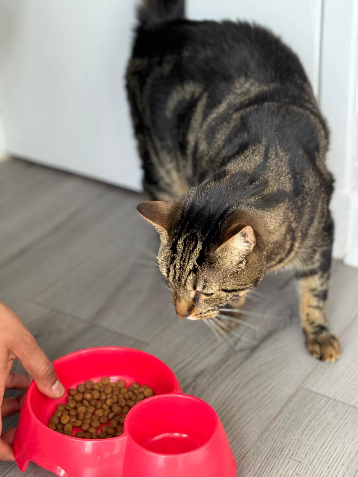 Turkey & Chicken Premium+ Grain-Free Cat Food | 5kg