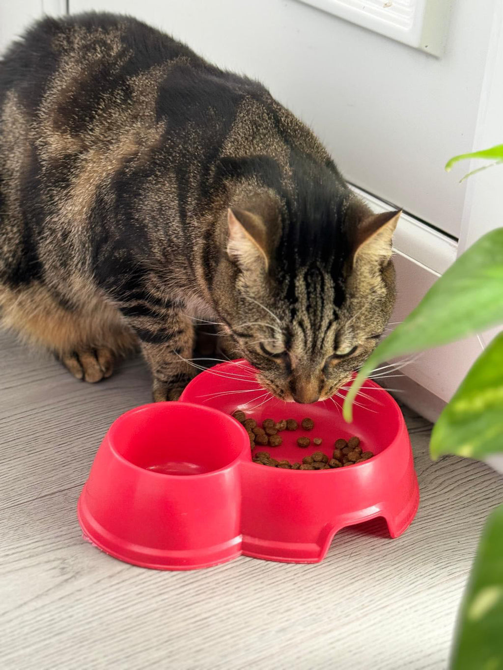 Turkey & Chicken Premium+ Grain-Free Cat Food | 5kg