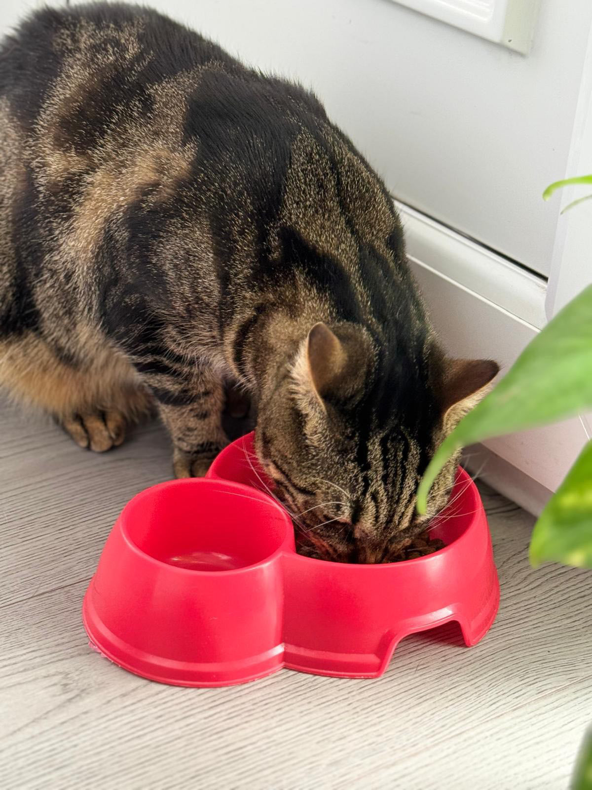 Turkey & Chicken Premium+ Grain-Free Cat Food | 5kg