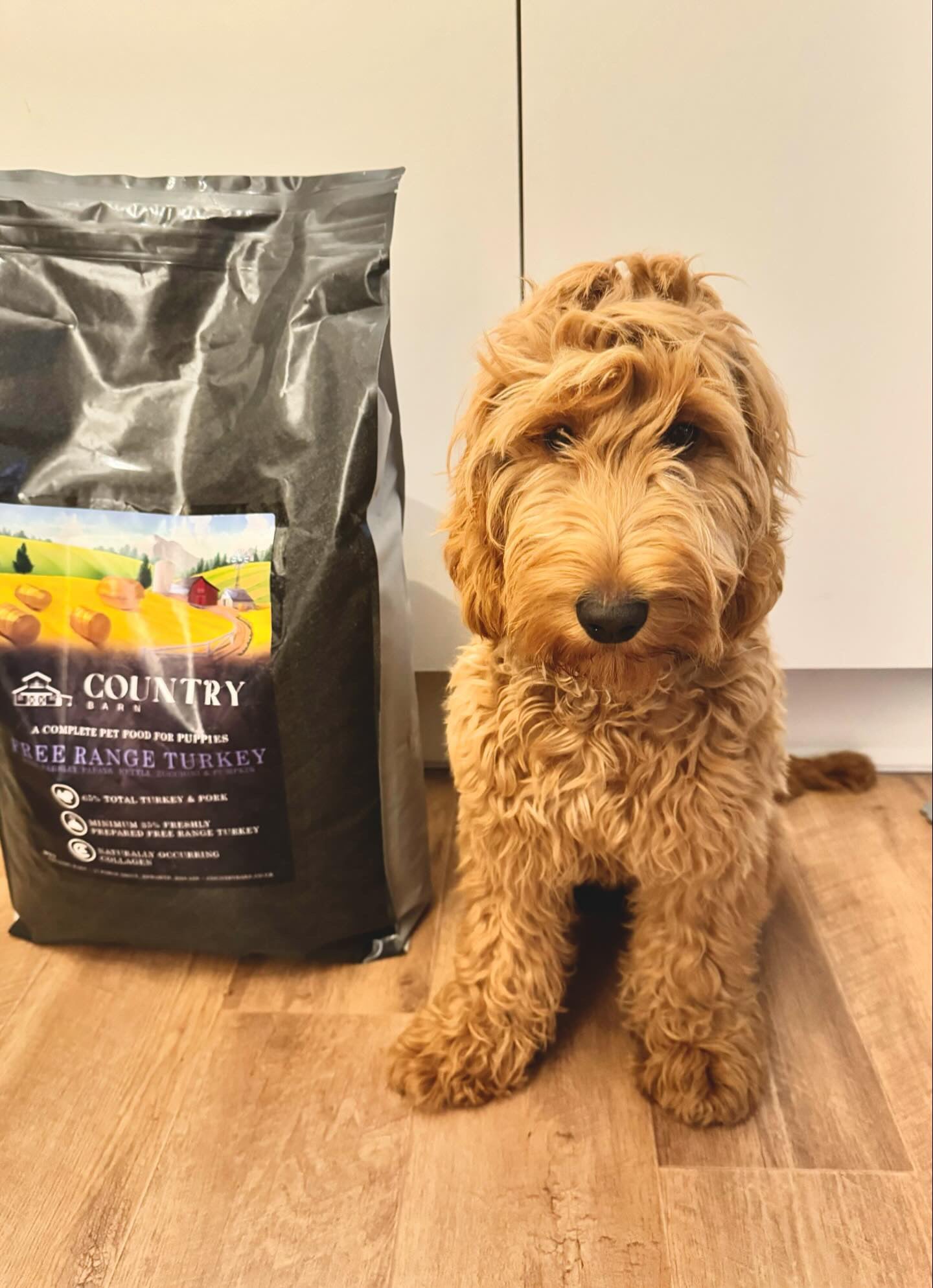 Country Barn Superfood Free-Range Turkey & Pork with Parsley, Papaya, Nettle, Zucchini & Pumpkin | Grain-Free Puppy Food