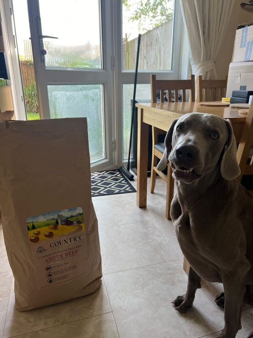 Adult dog food bag standing near a seated dog in indoor room